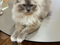 -MOCHA明星猫咖(田子坊店)