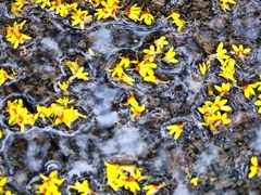 -西山漾湿地公园