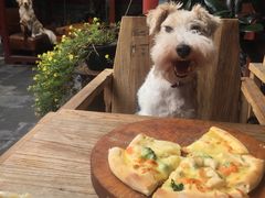 -百好乐宠物友好餐厅(朝外大街店)