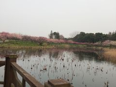 -上海海湾国家森林公园