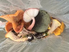 -菌之家·专业纯野生菌火锅·特色炒菌