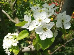 -南汇桃花村