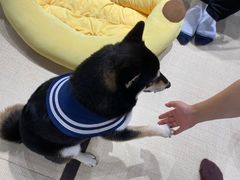 -逗柴咖啡屋·狗咖猫咖宠物桌游