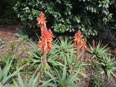 -墨尔本皇家植物园