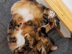 -猫的天空之城概念书店(杭州南宋御街店)