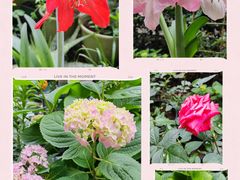 -重庆彩云湖湿地公园