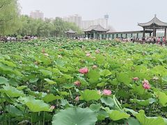 -莲花池公园
