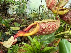 -昆明植物园