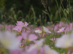 -西湖风景区-江洋畈生态公园