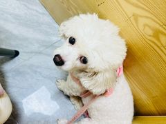 -芭比堂动物医院·24小时·眼科中心(深圳中心)