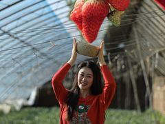 -昌平兴寿秀秀草莓采摘园