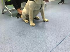 -翊宠yipet猫狗购宠庄园犬舍•猫舍