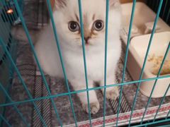 -欣宠猫屋·矮脚拿破仑·蓝金金渐层