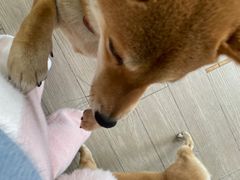 -柴犬高等学院·狗咖·柴犬售卖·宠物训练