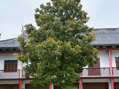 -上海青龙寺