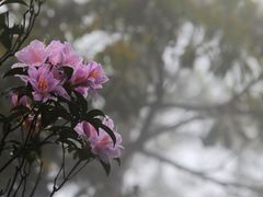 -梧桐山风景名胜区