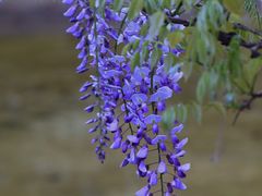 -上海吴淞炮台湾国家湿地公园