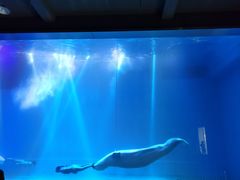 -芜湖新华联大白鲸海洋公园