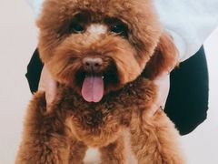 -小叮当动物医院·骨科·眼科