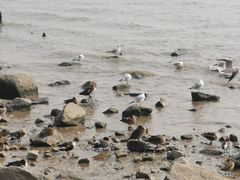 -深圳湾公园(南山区)