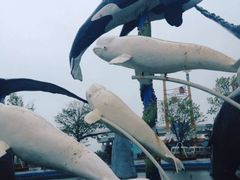 -海合安青岛极地海洋公园