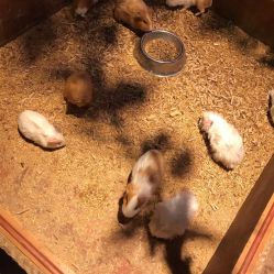 -酷嗒动物文化乐园(cutezoo西溪乐天城店)