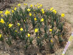 -瑶湖郊野森林公园