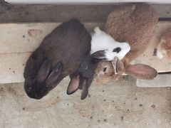 -洪湖家庭农场·团建·露营·会议