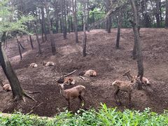 -沈阳森林动物园