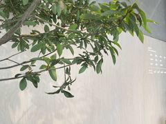 -喜茶(珠海华发商都店)