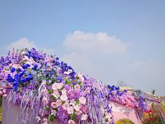-荷兰花海