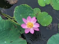 -天津东丽湖风景区