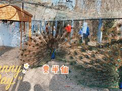 -长白岛森林公园