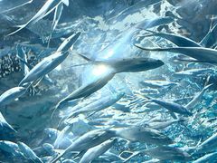 -上海海洋水族馆