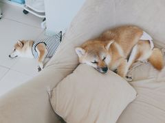 -怪兽屋·羊驼·猫咖·狗咖(俊华广场店)