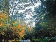 -南京老山国家森林公园