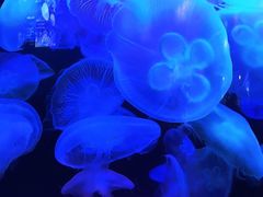 -太平洋海底世界