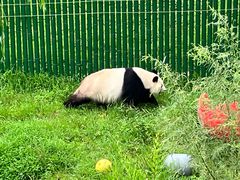 -沈阳森林动物园