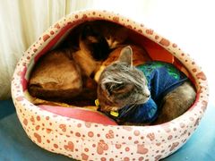 -猫咖时代(中山亭店)