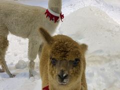 -宁波冰雪大世界(北仑区)