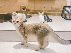 -飞行喵MR PILOT|猫舍·猫咖(静安大融城店)
