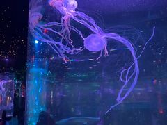 -太奥幻太奇海洋馆