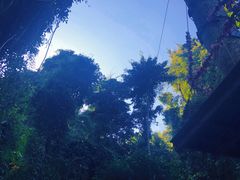 -西双版纳原始森林公园