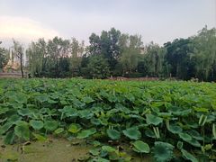 -莲湖公园