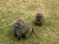 -西霞口神雕山野生动物世界