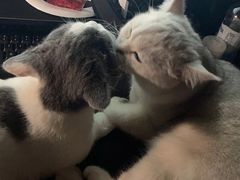 -lincat·猫舍(广州店)
