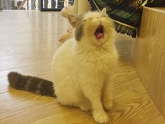 -萌喵宠狗爱心宠咖