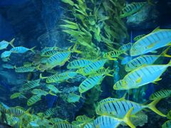 -芜湖新华联大白鲸海洋公园