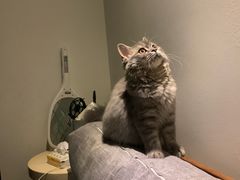 -珠海悠米米努特矮脚猫舍