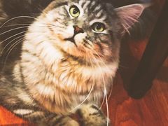 -猫小院猫主题咖啡厅(北锣店)
